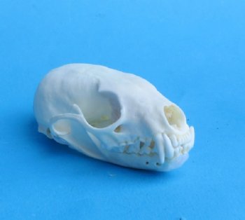 Wholesale American pine martin skulls for sale 2-3/4" - 3-1/2" (mouth glued shut) $24 each. 6 pcs @ $21 each