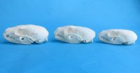 Wholesale American pine martin skulls for sale 2-3/4" - 3-1/2" (mouth glued shut) $24 each. 6 pcs @ $21 each