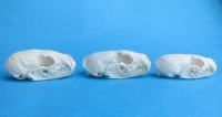 Wholesale American pine martin skulls for sale 2-3/4" - 3-1/2" (mouth glued shut) $24 each. 6 pcs @ $21 each