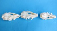 Wholesale American pine martin skulls for sale 2-3/4" - 3-1/2" (mouth glued shut) $24 each. 6 pcs @ $21 each