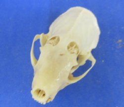 Discounted Mink Skulls