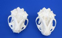 Wholesale A-Grade Otter Skulls for sale 4" to 4-1/2" - $45 each; 6 or more @ $40 each