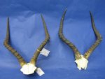 Wholesale African Impala Skull Plate with Horns of commercial grade quality for Cabin Decor - $50.00 each; 5 @ $45.00 each  