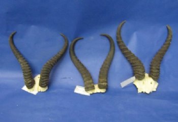 Wholesale African Male Springbok Skull Plates and Horns - $26.00 each; 6 or more @ $23.00 each