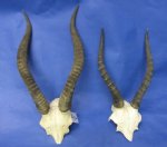 Wholesale Commercial Grade African Blesbok Horns and Skull Plate for Lodge Décor,Damaliscus dorcas phillipsi  (with natural imperfections) $29.00 each; Pack of 5 @ $26.00 each 