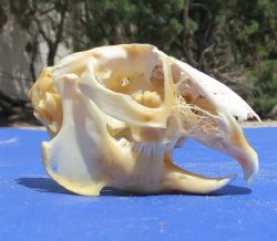 Wholesale Jackrabbit skulls, jack rabbit skulls for sale - 2 pcs @ $19.00 each; 6 or more @ $17.00 each