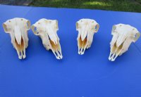 Wholesale Domesticated Sheep Skull without horns (these sheep do not grow horns), from India - 8 inch to 9 inch skull - <font color=red> *Sale*</font> $29 each, 5 pcs @ <font color=red> *Sale*</font> $26 each