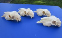 Wholesale Domesticated Sheep Skull without horns (these sheep do not grow horns), from India - 8 inch to 9 inch skull - <font color=red> *Sale*</font> $29 each, 5 pcs @ <font color=red> *Sale*</font> $26 each