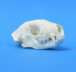 Wholesale skunk skulls for sale, small animal skulls from North America - $32 each; 6 or more @ 29.00 each