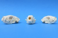 Wholesale skunk skulls for sale, small animal skulls from North America - $36 each; 4 pcs @ $32 each