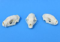 Wholesale skunk skulls for sale, small animal skulls from North America - $36 each; 4 pcs @ $32 each