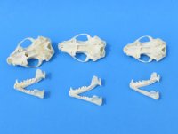 Wholesale skunk skulls for sale, small animal skulls from North America - $36 each; 4 pcs @ $32 each
