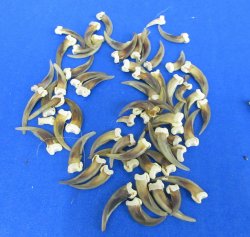 Genuine Striped Skunk Claws - Oddities & Curiosities - 25 pcs @ $.60 each; 100 pcs @ $.50 each