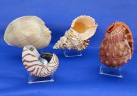 Wholesale 4 leg plastic display stands wholesale, shell stands, rock stands 3-1/2" x 2-1/2" - 12 pcs @ $1.10 each; 48 pcs @ $1.00 each