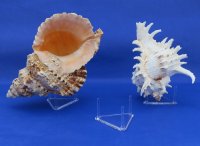 Triangle plastic display stands wholesale, seashell stands, rock stands  2-1/2"x2-1/2"x1-3/8" 12 pcs @ $.90 each; 72 pcs @ $.80 each