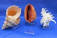 Triangle plastic display stands wholesale, seashell stands, rock stands  2-1/2"x2-1/2"x1-3/8" 12 pcs @ $.90 each; 72 pcs @ $.80 each