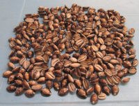 Wholesale serpent's head cowrie shells, 3/4" to 1-1/4" - 1 bag (2 kilos) @ $40/bag ($20/kilo) 