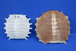 Wholesale Softshell turtle shells, cleaned shell bone 3-1/2 to 5 inches -  2 pcs @ $17.50 each; 8 pcs @ $15.50 each