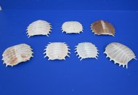 Wholesale Softshell turtle shells, cleaned shell bone 3-1/2 to 5 inches -  2 pcs @ $17.50 each; 8 pcs @ $15.50 each
