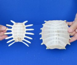 Empty Softshell Turtle Shells 