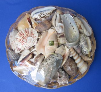 8 inches Round Shell Baskets Wholesale filled with natural mixed shells - 6 Pcs @ $1.75 each