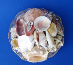6 inches Wholesale Baskets of Seashells filled with mixed natural shells - 36 @ .75 each 
