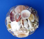 6 inch Wholesale Round Basket of Shells or seashell gift basket - Packed: 6 @ $.85 each 