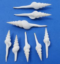 Wholesale White Spindle Snail Seashells, 5 to 6 inches - 25  @ $0.75 each; 100  @ .65 each