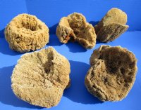 Wholesale natural sea sponges 8 to 9-3/4 inches, shapes will vary - 2 pcs @ $7.75 each; 12 pcs @ $6.75 each