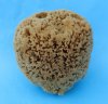 Wholesale natural sea sponges 4 inches to 5-3/4 inches - assorted shapes - Packed: 3 pcs @ $4.75 each; Packed: 18 pcs @ $4.25 each
