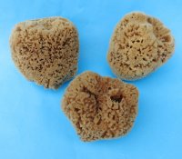 Wholesale natural sea sponges 4 inches to 5-3/4 inches - assorted shapes - 4 pcs @ $5.25 each; 20 pcs @ $4.75 each