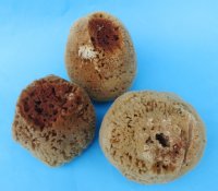 Wholesale natural sea sponges 4 inches to 5-3/4 inches - assorted shapes - 4 pcs @ $5.25 each; 20 pcs @ $4.75 each