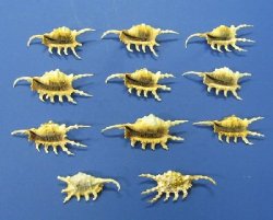 Wholesale Purple Scorpion Spider Conch Seashells 4 to 6 inches - 10 pcs @ $1.20 each