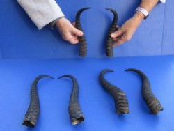 Wholesale Matching pair of Male Springbok Horns 8 to 11 inches - $22/pair