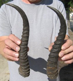 Springbok Horns  