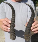 Springbok Horns  