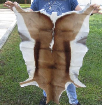 Springbok Skins, Hides 