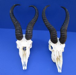 Wholesale B grade Male Springbok Skulls with Horns (with holes, broken horns and varies other damage) - $44 each; 5 pcs @ $39 each 