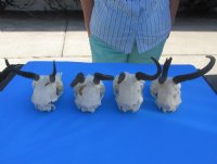 Wholesale #2 grade Female Springbok Skulls with Horns - $32.00 each; 5 or more @ $29.00 each 