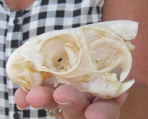 Cape Hare Skulls, Springhare Skulls Hand Picked Pricing