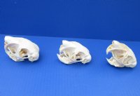 Wholesale African Spring hare skulls 3 inches @ $32.00 each; 4 or more @ $28.00 each