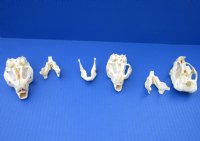 Wholesale African Spring hare skulls 3 inches @ $32.00 each; 4 or more @ $28.00 each