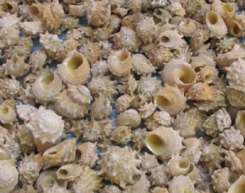 Spurred turban shells wholesale hermit crab shells 3/4 inch to 1-1/2 inches - 1 bag (2 kilos) @ $6.50/bag ($3.25/kilo)