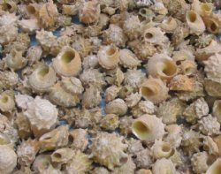 Spurred turban shells wholesale, hermit crab shells 3/4 inch to 1-1/2 inches - 20 kilos @ $2.90 per kilo