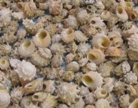 Spurred turban shells wholesale, hermit crab shells in bulk 3/4 inch to 1-1/2 inches for shell craft projects - Case of 20 kilos @ $2.90 per kilo