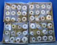 1-3/4" - 3" Wholesale dried sputnik sea urchin for shell crafts - 288 pcs @ $.85 each
