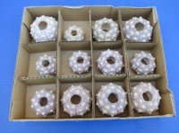 1-3/4" - 3" Wholesale dried sputnik sea urchin for shell crafts - 288 pcs @ $.75 each