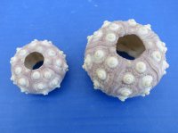 1-3/4" - 3" Wholesale dried sputnik sea urchin for shell crafts - 288 pcs @ $.85 each