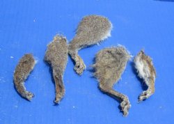 Wholesale North American Squirrel legs, 2-1/2 to 4-1/2 inches  - 5 pcs @ $1.00 each; 50 pcs @ .75 each