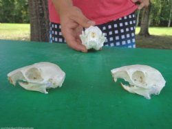 Squirrel Skulls For Sale Hand Picked